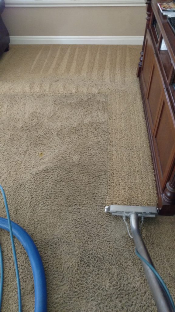 Carpet Cleaning with Labradors