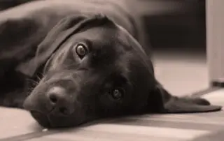 Black Labrador lying on carpet