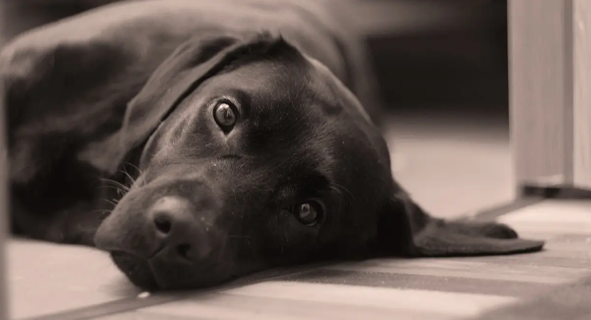 Black Labrador lying on carpet