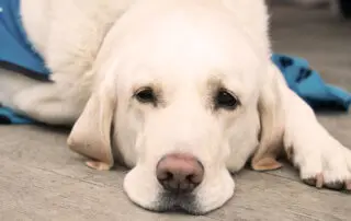 Yellow Labrador resting on carpet