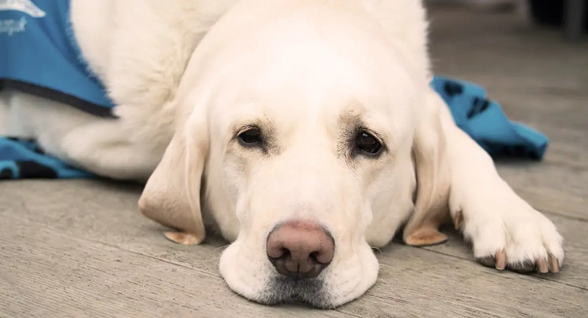 Yellow Labrador resting on carpet
