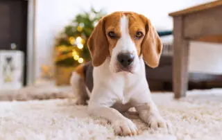 A dog lying on a bright, clean carpet