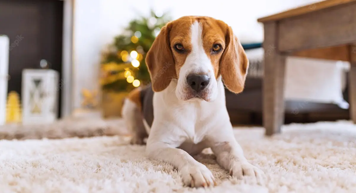 A dog lying on a bright, clean carpet