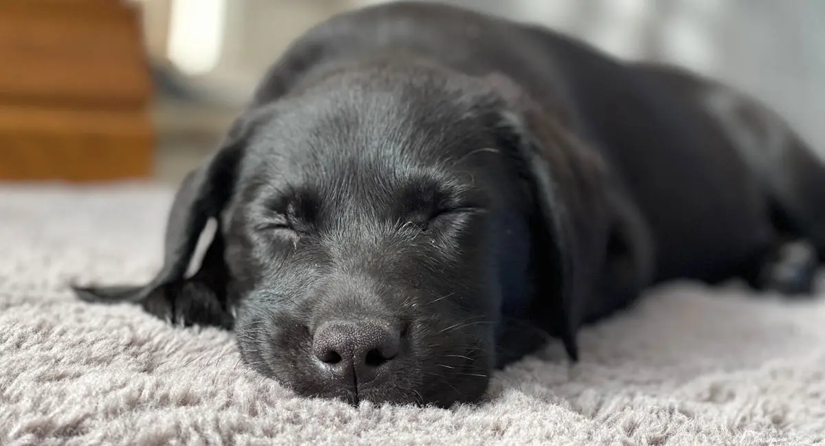 How to Clean Dog Feces and Vomit on Carpet